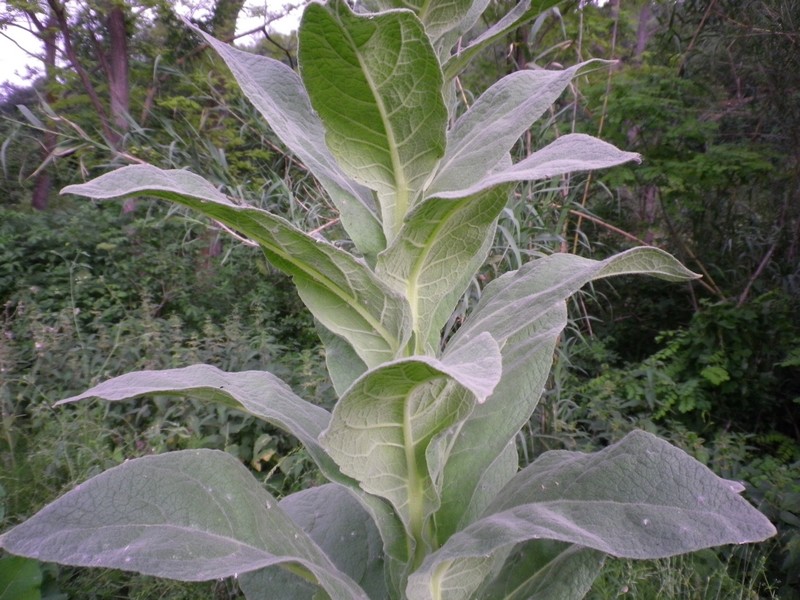 Verbascum thapsus / Tasso-barbasso